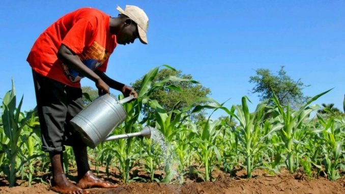 A farmer watering maize