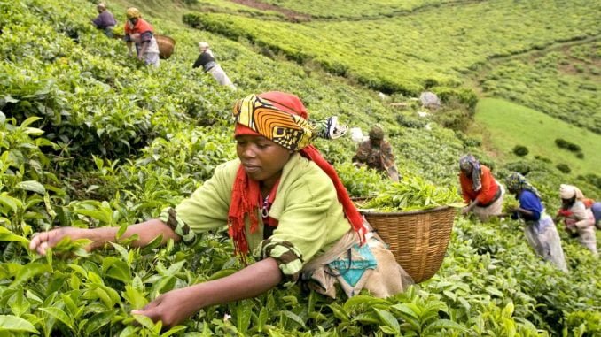 tea farmers harvesting at a farm