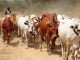 Nebbi residents lose 580 cows to thieves