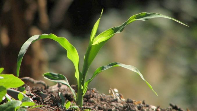 To plant or not to plant? - The debate over GM seeds