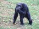 Uganda's oldest chimp Zakayo's remains to be preserved