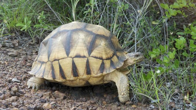 Two Ugandans and Nigerian in trouble over tortoise trade