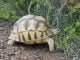 Two Ugandans and Nigerian in trouble over tortoise trade