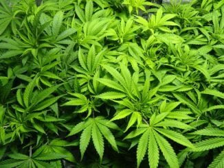 UIA cleared Israeli firm to start Marijuana farm in Uganda