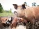 Ugandan researcher embarks on study to establish use of ARVs to feed pigs