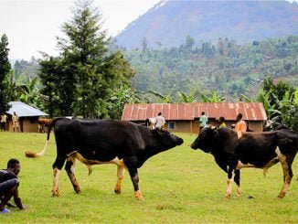 Bududa residents want Namasho bullfighting grounds developed into tourism site