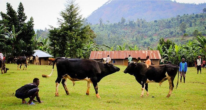 Bududa residents want Namasho bullfighting grounds developed into tourism site