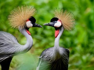 Crested Crane birds in Uganda