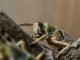 Uganda seeks Shs 16 billion to recoil hatching locusts eggs