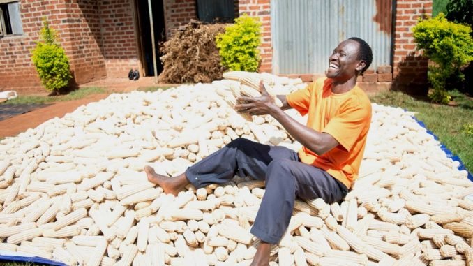 Uganda gov’t urges farmers to embrace Zimbabwe maize export deal