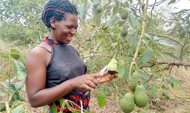 Uganda MPs want NAADS to distribute Hass avocado seedlings to farmers