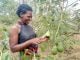 Uganda MPs want NAADS to distribute Hass avocado seedlings to farmers
