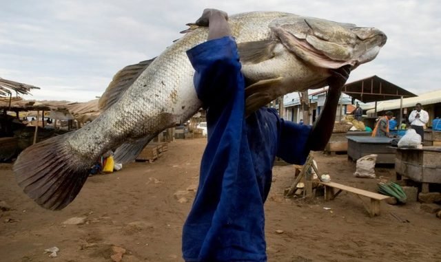 Nile Perch is Uganda’s best selling fish export.
