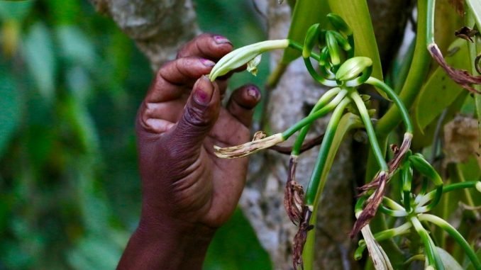 Vanilla farmers in Uganda