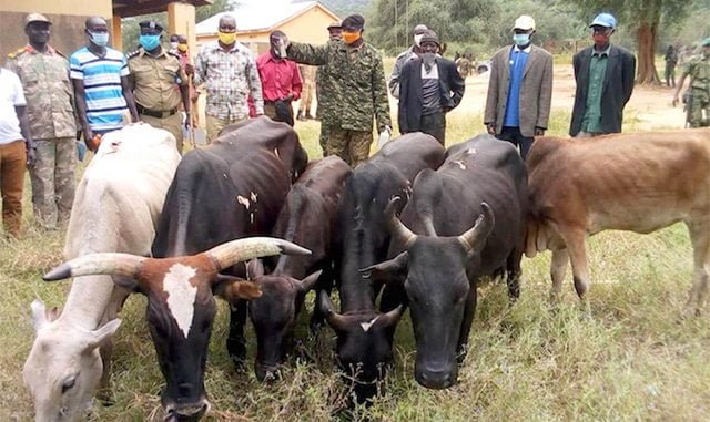 Recovered-cattle-in-Lamwo