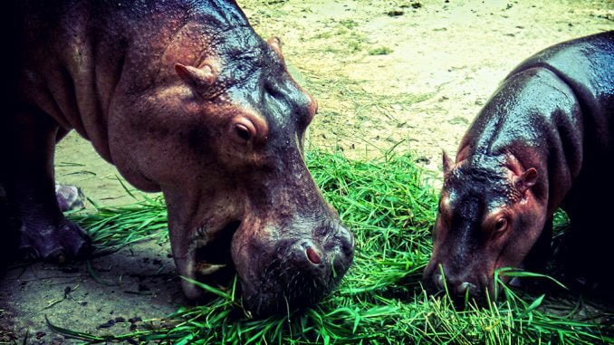 two hippopotamuses