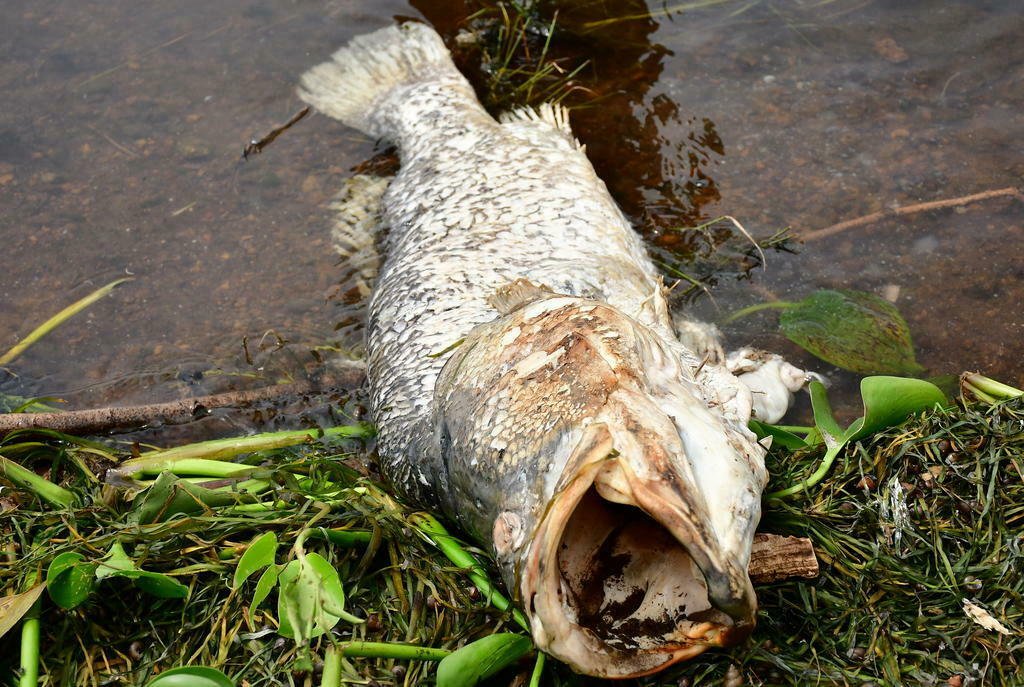 dead Nile Perch 