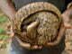 Five arrested in possession of ivory, live pangolin in Northern Uganda