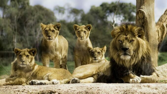 Six lions found dead in Queen Elizabeth National Park