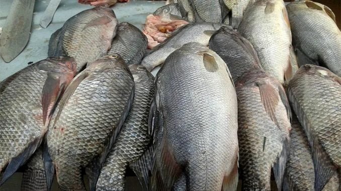 Busia fish traders decry high clearance costs, taxes