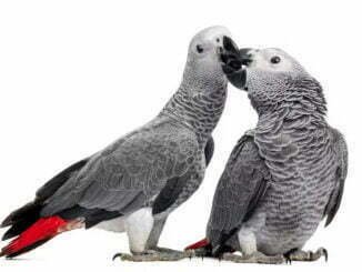 Congolese man remanded in Uganda over unlawful possession of African grey parrots