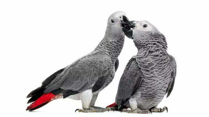 Congolese man remanded in Uganda over unlawful possession of African grey parrots