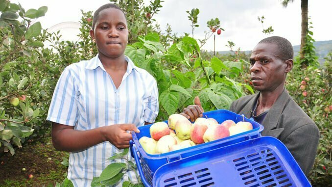 Apple farmers get market boost from Uganda Breweries Limited