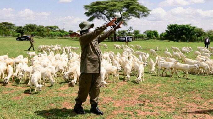 Despite heightened security, Karamojong warriors steal Museveni's goats